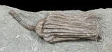 Crinoid (Dizygocrinus) Fossil - Warsaw Formation, Illinois #45568-1